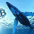 Vip Official Crypto Traders channel logo